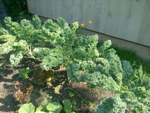 Edible lawns urban garden Ottawa Ontario compost kale