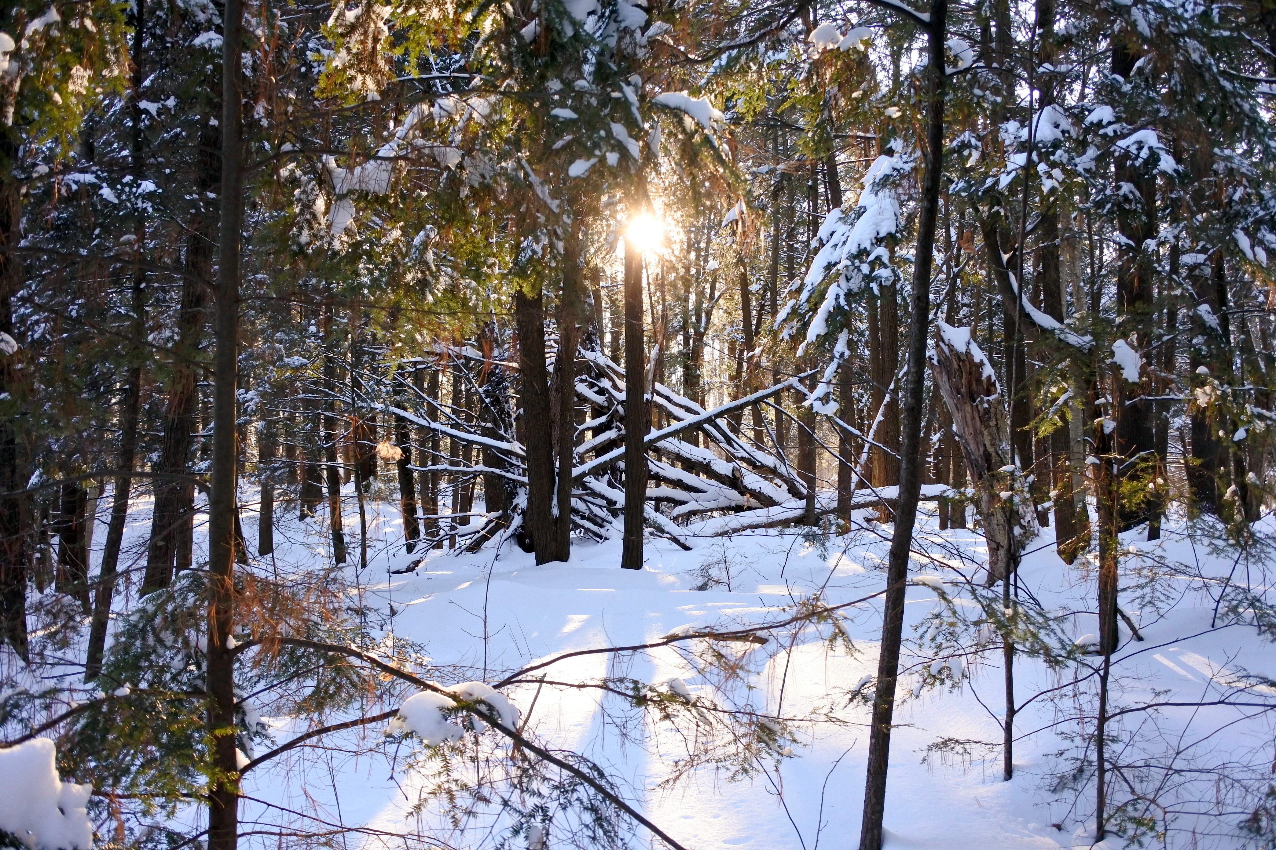Clarke Woods Navan Ontario winter forest walk