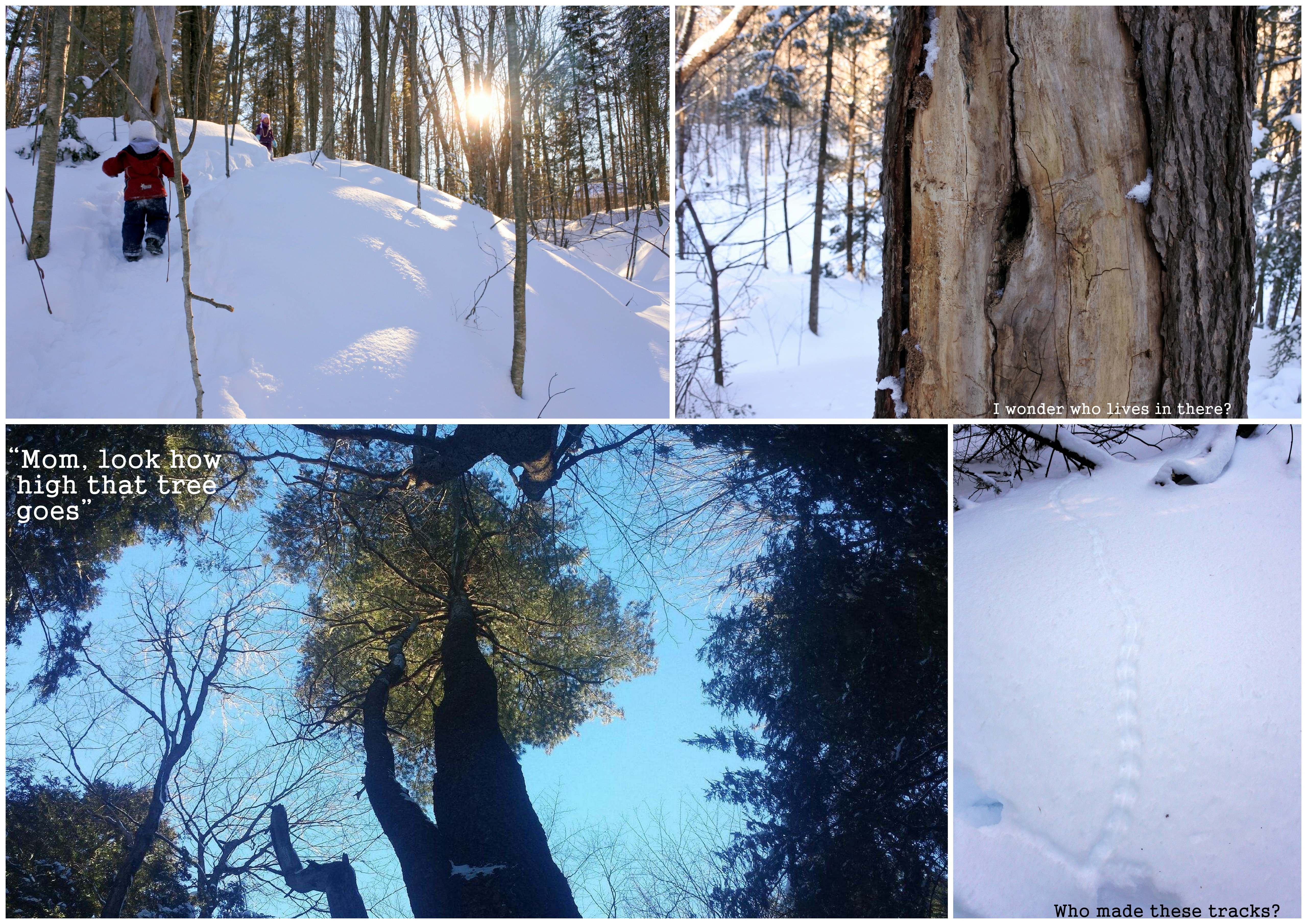 Clarke Woods Navan Ontario forest adventures exploring nature natural movement hiking with kids winter