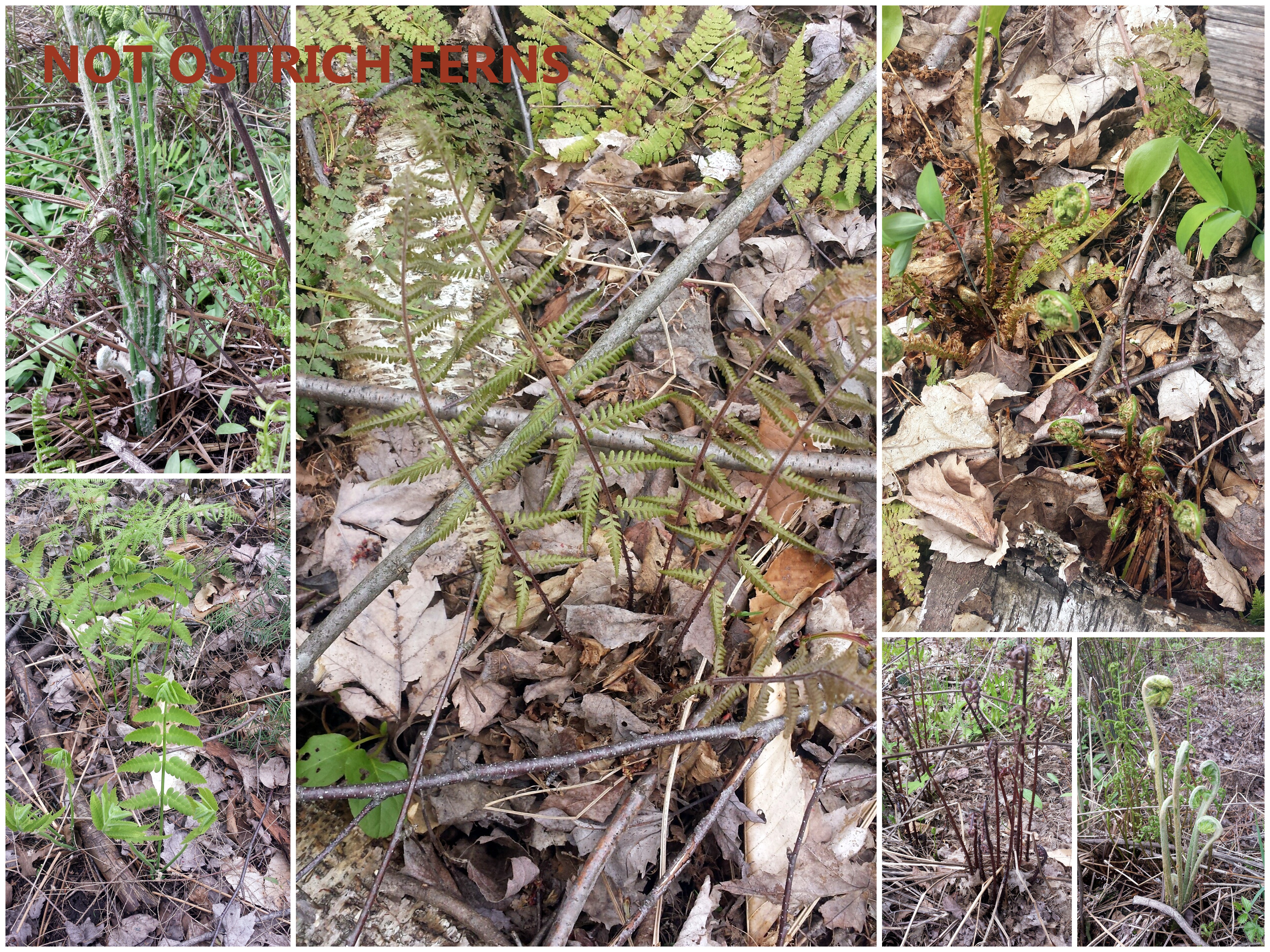 Ontario ferns fiddleheads identify ottawa canada navan wild edible forage
