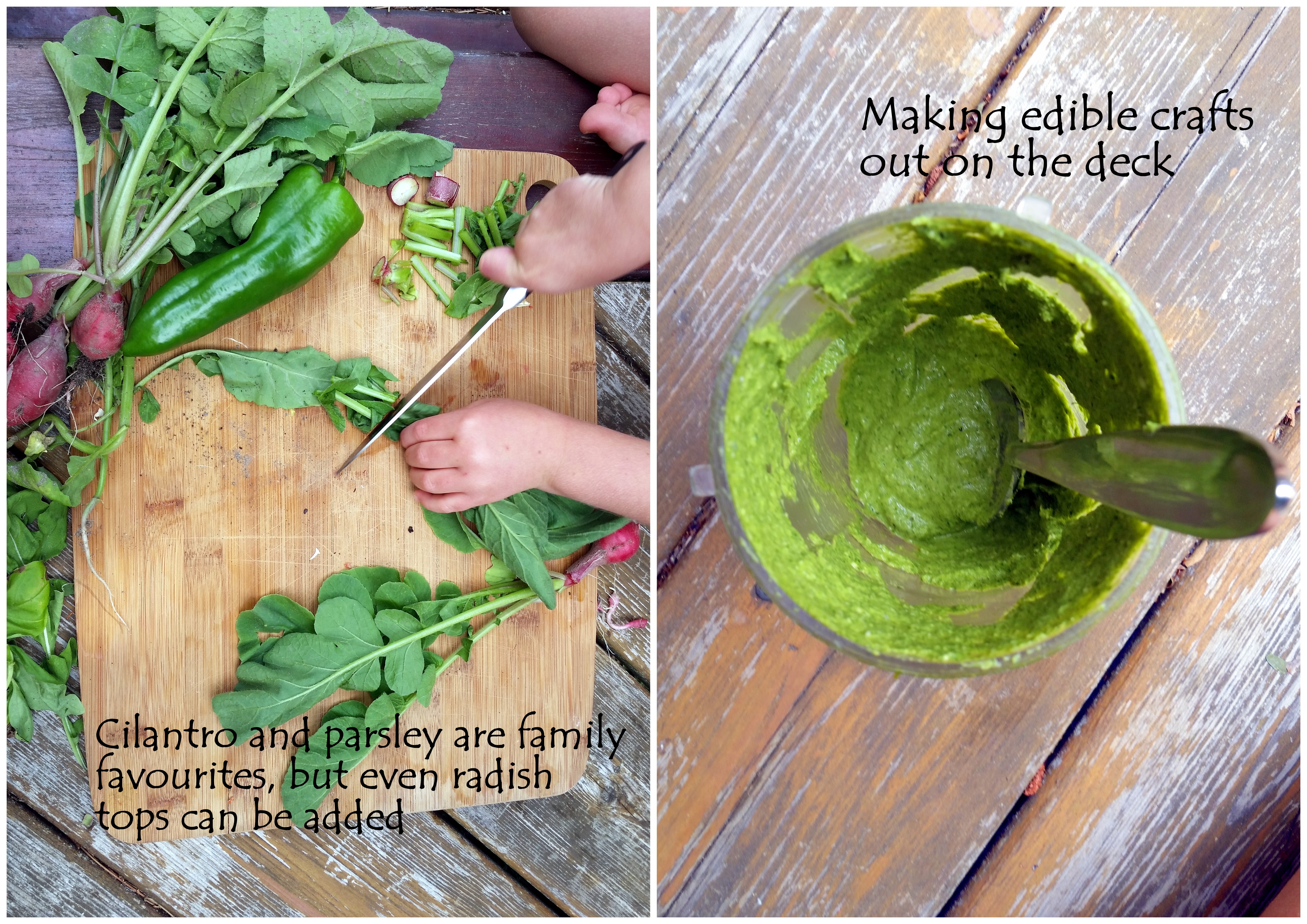 greens cilantro hemp seeds garden kids cooking recipe loven life healthy eating edible crafts
