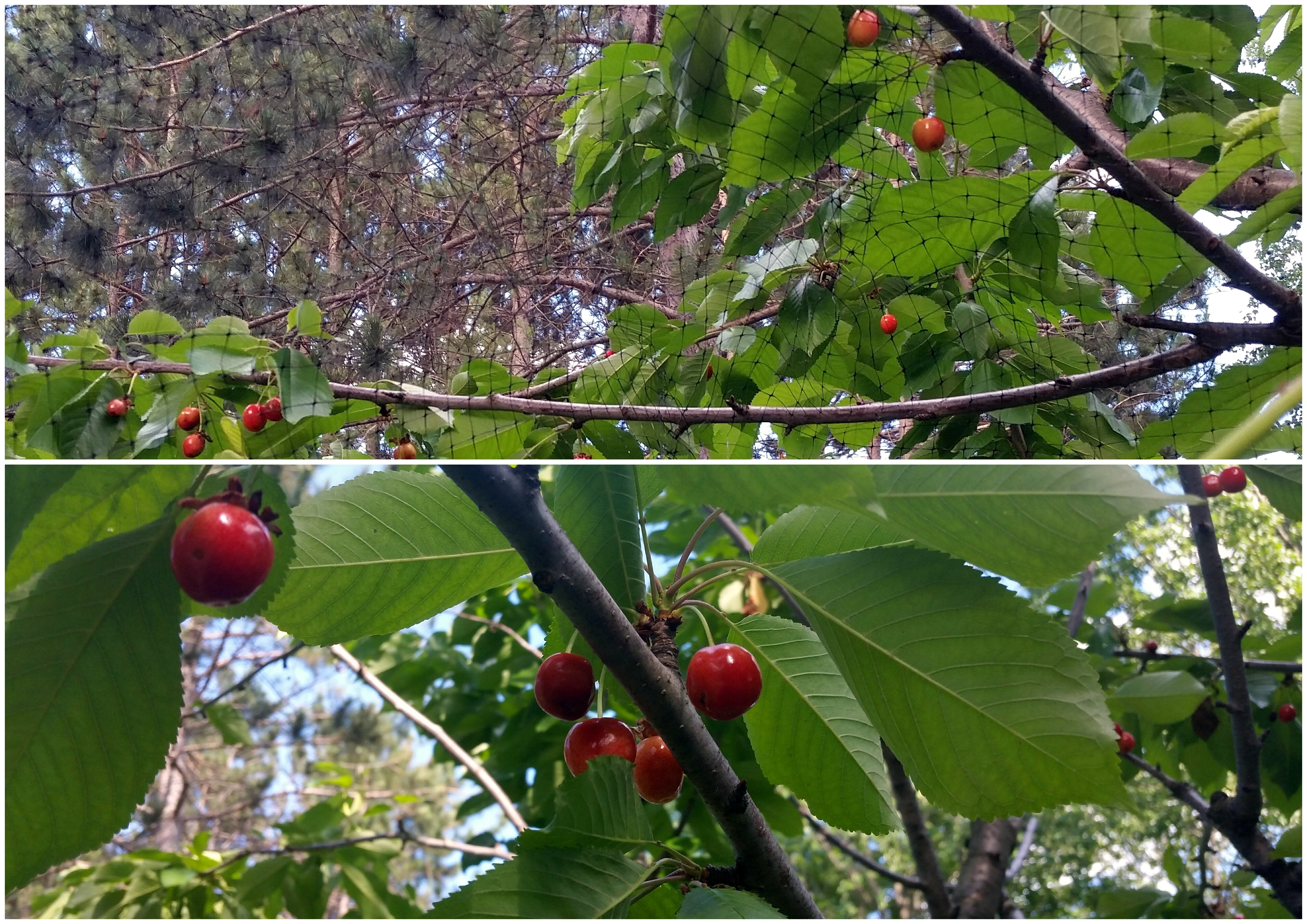 cherry tree netting ottawa ontario pests harvest fruit organic gardening tips