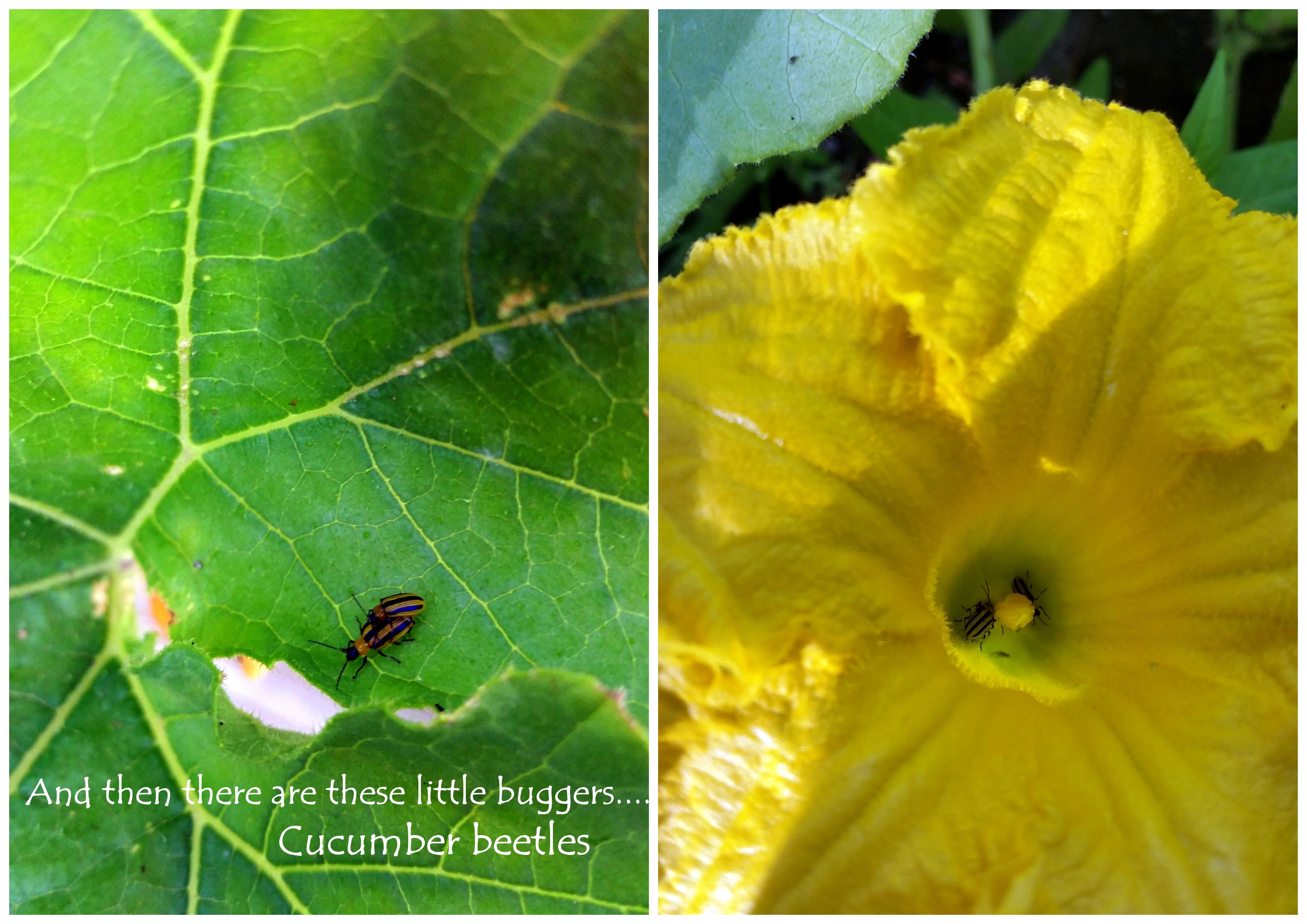 cucumber beetles squash bugs organic garden pests 