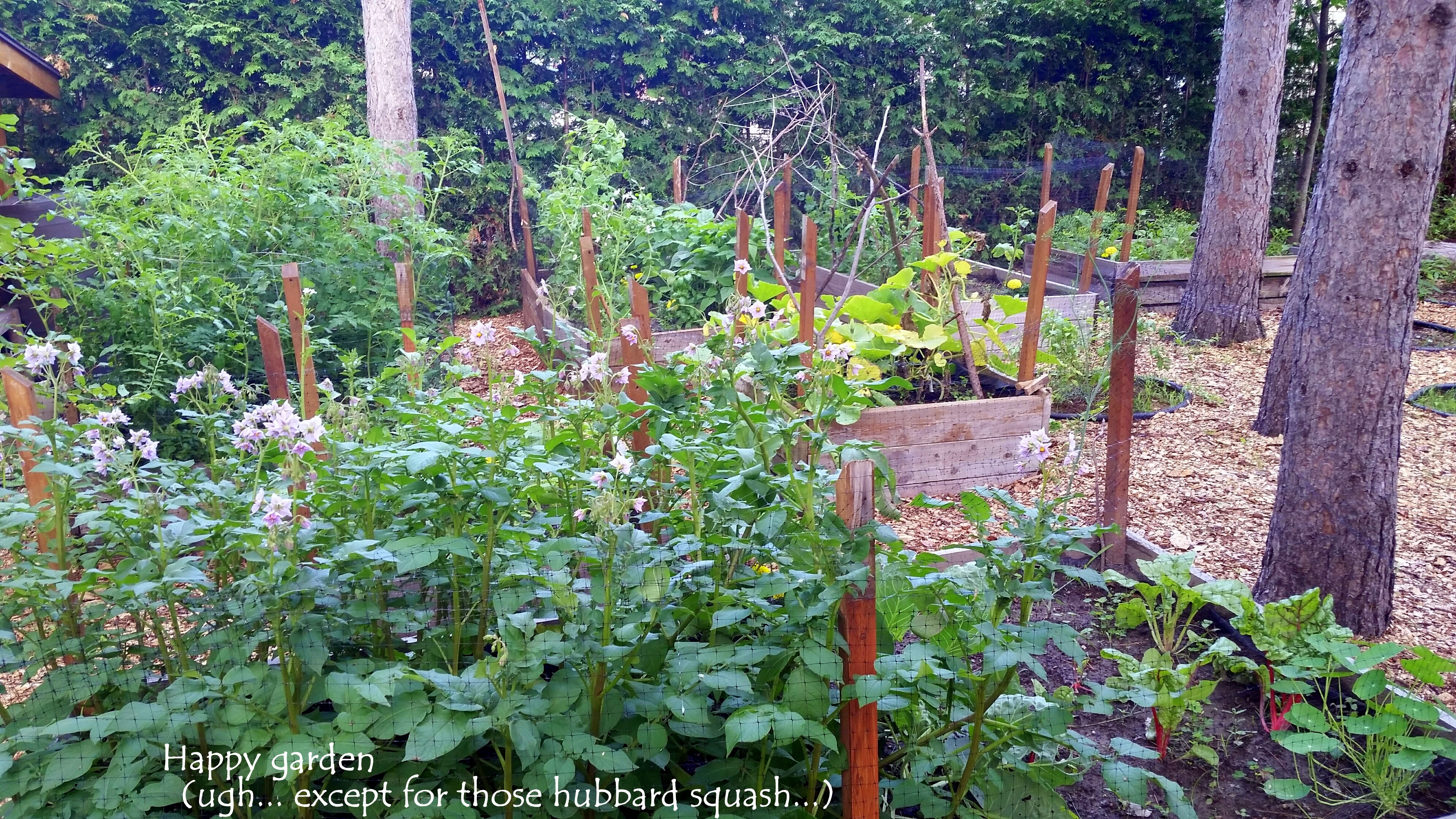 organic garden ottawa ontario pests tomatoes planter box raised bed permaculture companion plant