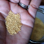 amaranth cereal grain seed healthy protein vegan gluten free