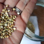 buckwheat gluten free seed grain cereal nutrition healthy super food 