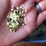 hemp hearts hemp seeds cannabis healthy omega 3 gluten free protein