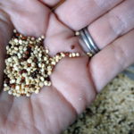 quinoa gluten free seed grain protein calcium