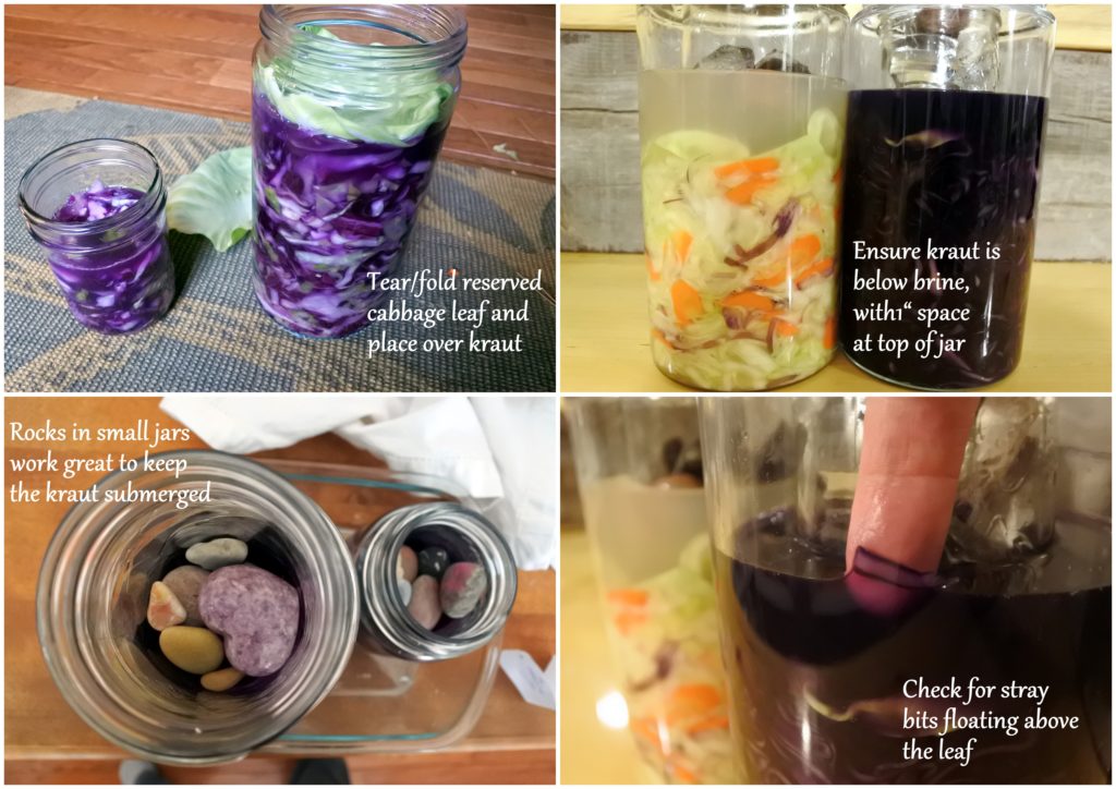 fermented sauerkraut lactofermentation probiotics gut health ottawa foodie jackie lane recipe zero waste