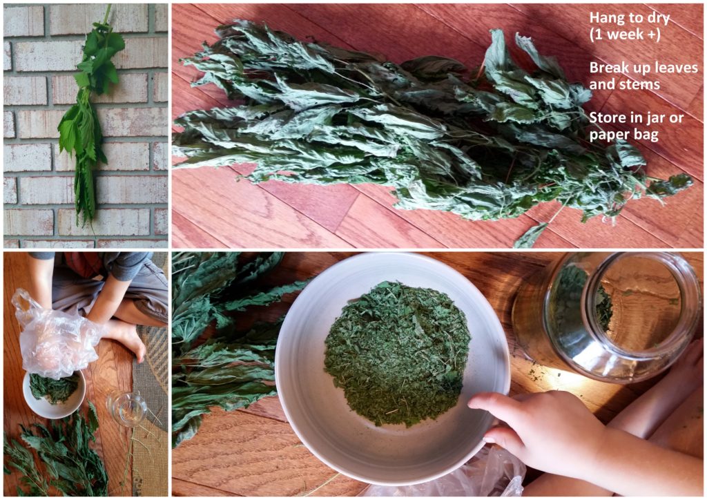 stinging nettle tea dry herbs edible plant weed green forage healthy recipe garden jackie lane ottawa l'oven life