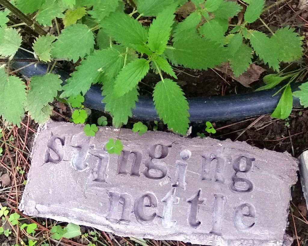 stinging nettle foraging wild food weeds edible plant garden iron nutrition healthy green jackie lane local ottawa food l'oven life